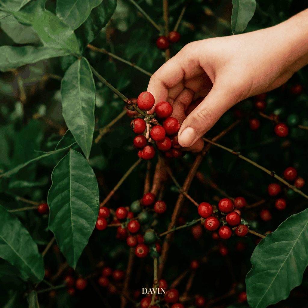Hand-picking ripe red Panama Geisha coffee cherries, highlighting the careful harvesting behind specialty coffee selected by DAVIN CAFE
