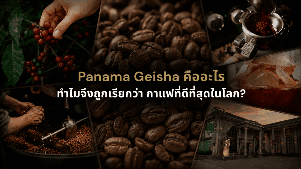 Panama Geisha กาแฟ Specialty ระดับโลก ตั้งแต่ผลเชอร์รี การคั่ว และการชง พร้อมประสบการณ์กาแฟที่ DAVIN CAFE