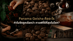 Panama Geisha กาแฟ Specialty ระดับโลก ตั้งแต่ผลเชอร์รี การคั่ว และการชง พร้อมประสบการณ์กาแฟที่ DAVIN CAFE